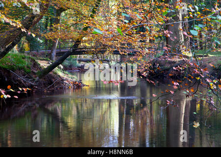 Das schwarze Wasser Strom in der Nähe der Das rhinefield Zierpflanzen Antrieb im New Forest, Hampshire, England. Stockfoto