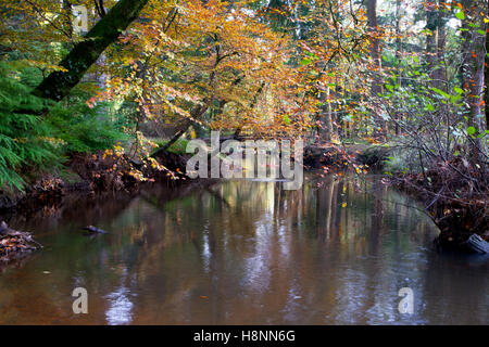 Das schwarze Wasser Strom in der Nähe der Das rhinefield Zierpflanzen Antrieb im New Forest, Hampshire, England. Stockfoto