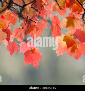 Ein Baldachin aus leuchtend roten Blätter im Herbst, Herbst Stockfoto