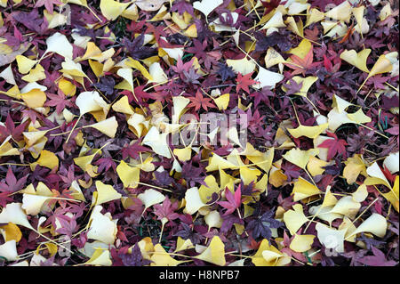 Rote Blätter aus einer koreanischen Ahorn (Acer Pseudosieboldianum) zusammen mit gelben Blätter im Herbst. Stockfoto