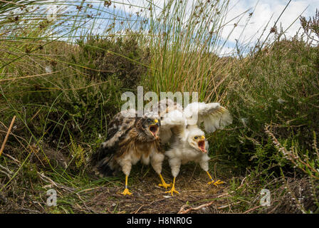 Kornweihe (Circus Cyaneus) Nest mit zwei Küken, man ein Weibchen (links) ist viel größer als die seltenen Leucistic männlich (rechts) Stockfoto