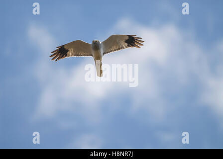 Männliche Kornweihe (Circus Cyaneus) im Flug, East Ayrshire, Schottland, UK. Stockfoto