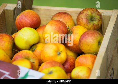 Bio roh rot/gelb-Äpfel an die BBC gute Nahrung angezeigt show in Olympia, London statt. Stockfoto
