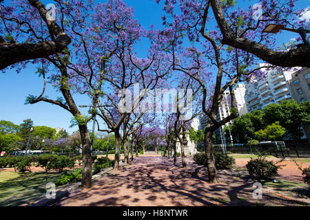 Jacaranda blühende Bäume im Frühling im Viertel Palermo. Buenos Aires, Argentinien. Stockfoto