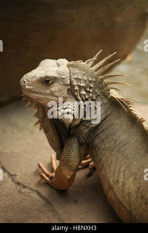 Leguan sieht sich gegen einen beigen Felsen, Cartagena, Kolumbien, Südamerika. Stockfoto