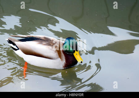 Stockente (Anas Platyrhynchos) männlichen im Wasser... Stockfoto