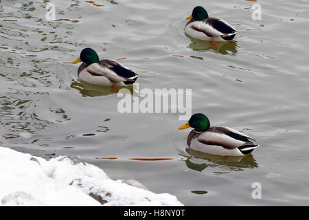 Drei männliche Stockenten Schwimmen im Fluss im Winter. Stockfoto