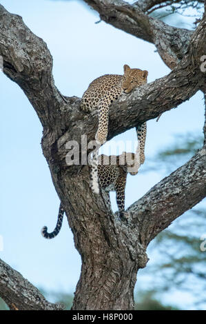 Männliche und weibliche Leoparden (Panthera Pardus) in einem Baum, Ndutu, Ngorongoro, Tansania Stockfoto