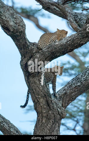 Männliche und weibliche Leoparden (Panthera Pardus) in einem Baum, Ndutu, Ngorongoro, Tansania Stockfoto