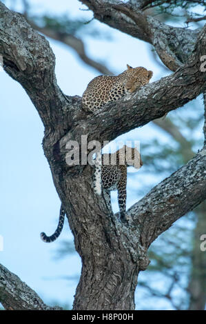 Männliche und weibliche Leoparden (Panthera Pardus) in einem Baum, Ndutu, Ngorongoro, Tansania Stockfoto