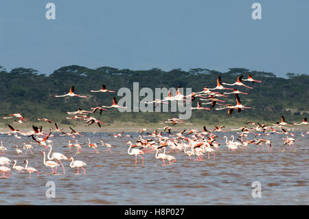 Rosaflamingos (Phoenicopterus Roseus) fliegen über Lake Ndutu, Ngorongoro Conservation Area, Tansania Stockfoto