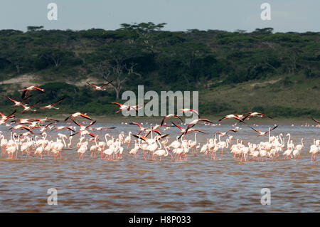 Rosaflamingos (Phoenicopterus Roseus) fliegen über Lake Ndutu, Ngorongoro Conservation Area, Tansania Stockfoto