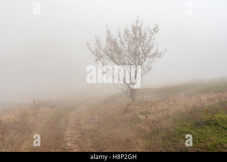 Herbstliche Landschaft mit Erde Straße, einsame Baum und Nebel am Naturschutzgebiet Babuhan Yaila in Halbinsel Krim Stockfoto