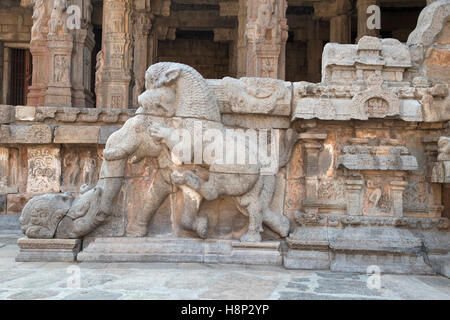 Geländer mit einem wilden Löwen stürzen sich auf Elefanten mit einem zusammengerollt Stamm Nordwesten Mandapa, Airavatesvara-Tempel, junge Stockfoto