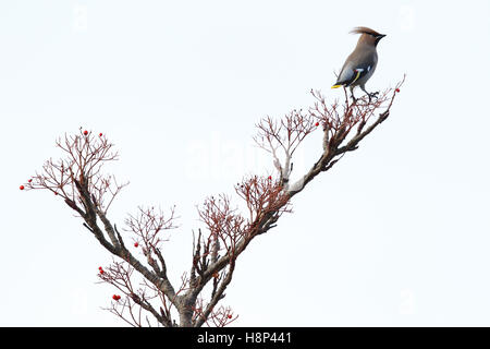 Wilden böhmischen Seidenschwanz (Bombycilla Garrulus) in Beere Strauch. Aufnahme in Angus, Schottland, Großbritannien. Stockfoto