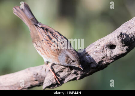 Heckenbraunelle, Prunella Modularis, auf einem Ast Stockfoto