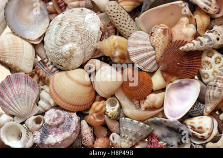 Muscheln Stockfoto