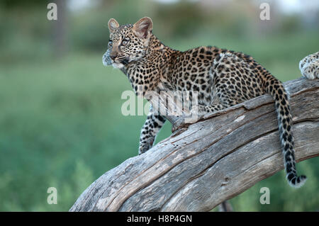 Porträt der Leopard Cub ruht auf umgestürzten Baum, Okavango Delta, Botswana. Stockfoto