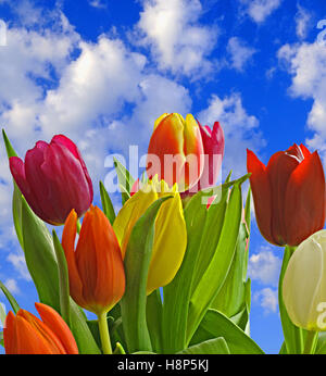 Rot, violett, Orange und gelbe Tulpen (Tulipa Lilioideae) in einer Frühling-Umgebung. Stockfoto