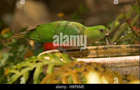 Panorama des roten & grüne juvenile männliche Königs Papagei trinken in Terrakotta Vogeltränke unter Farnen im australischen Garten Stockfoto