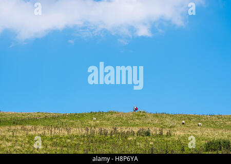 Großbritannien, England, Yorkshire - Yorkshire dales Stockfoto