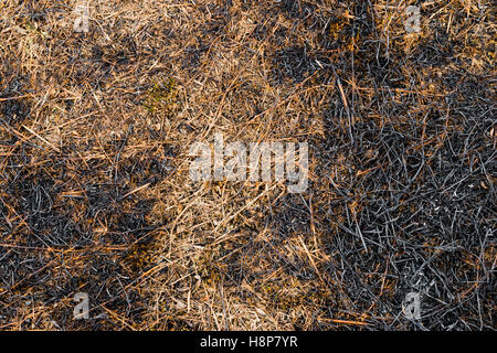 Asche verbrannt Trockenrasen Land Boden Textur Hintergrund Kohlendioxid CO2 Stockfoto