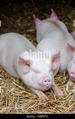 Drei Schweine Schweine schlafen auf dem Stroh in einem Bauernhof Stall ausruhen Stockfoto