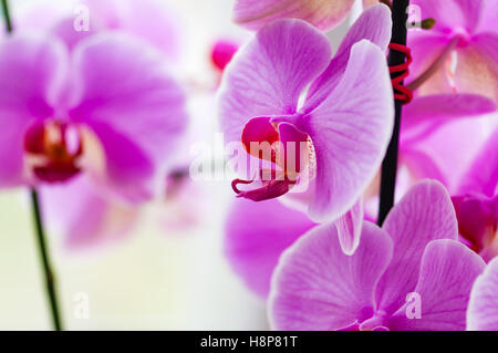 Dekorative Orchidee rosa tropische Blume Phalaenopsis closeup Stockfoto