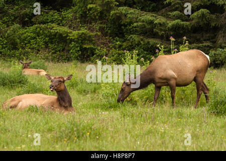 Roosevelt elk Ruhen und Beweidung in Kalifornien Redwood State Park im Frühling Stockfoto