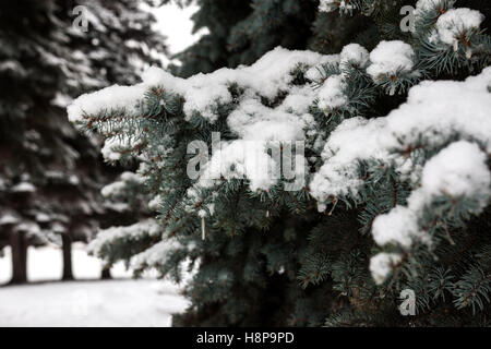 weißer Schnee liegt auf den Ästen des Weihnachtsbaums dick Stockfoto