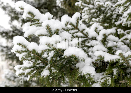 Schnee liegt auf den Ästen des Weihnachtsbaums dick Stockfoto