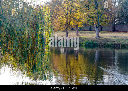Trauerweide-Baum im Herbst bei Hampton Wick Pond in Home Park, Surrey, England, UK Stockfoto