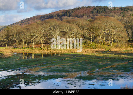 Lebensraum. Süßwasser-Sumpf und Wald. RSPB Ynys Hir reservieren. Ceredigion, Wales. Januar. Stockfoto