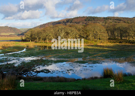 Lebensraum. Süßwasser-Sumpf und Wald. RSPB Ynys Hir reservieren. Ceredigion, Wales. Januar. Stockfoto