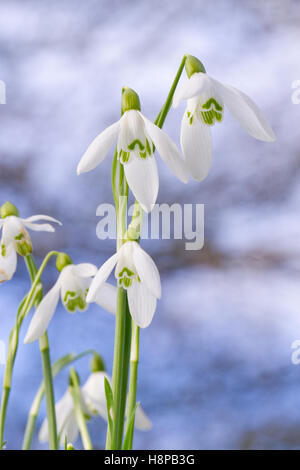 Schneeglöckchen (Galanthus Nivalis) blühen. Powys, Wales. Februar. Stockfoto