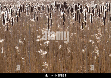 Gemeinsamen Rohrkolben (Typha Latifolia) Seedheads in einer Schilfbeetes. Leighton Moss RSPB Naturschutzgebiet. Lancashire, England. März.  Gemeinsame Stockfoto