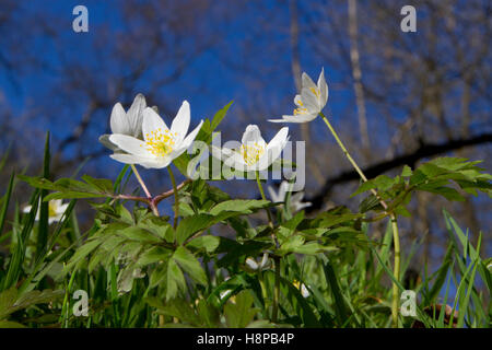 Holz-Anemonen (Anemone Nemorosa) Blüte in einem Wald. Powys, Wales. April. Stockfoto