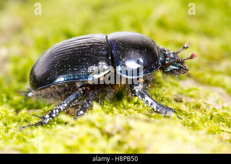 Dor Beetle (Geotrupes Stercorarius) für Erwachsene. Powys, Wales. Mai Stockfoto