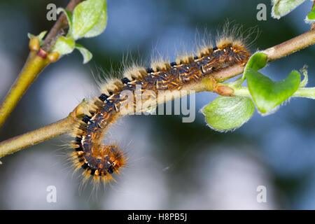 Eiche Eggar Motte (Lasiocampa Quercus) 4. instar Larve auf einem fahlen Zweig. Powys, Wales. Mai. Stockfoto