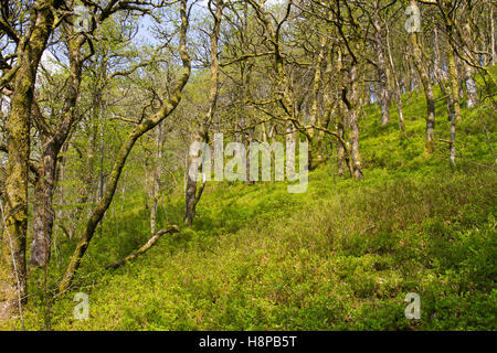 Sessile Eiche (Quercus Petraea) Woodland mit Heidelbeere (Vaccinium Myrtillus) Blüte. Powys, Wales. Mai. Stockfoto