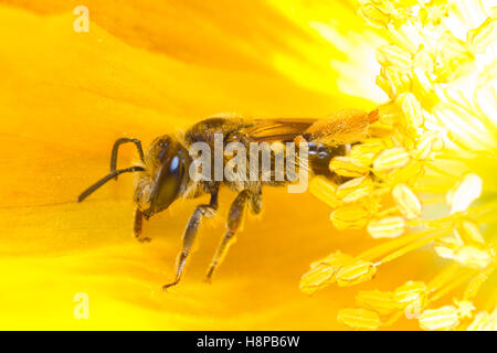 Wilke Bergbau-Biene (Andrena Wilkella) Erwachsenfrau Fütterung in einer walisischen Mohn (Meconopsis Cambrica) Blume. Powys, Wales. Mai. Stockfoto