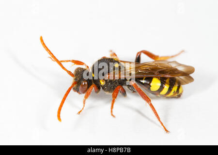 Marsham des Nomad Bee (Nomada Marshamella) erwachsenes Weibchen auf einem weißen Hintergrund. Powys, Wales. Mai. Stockfoto