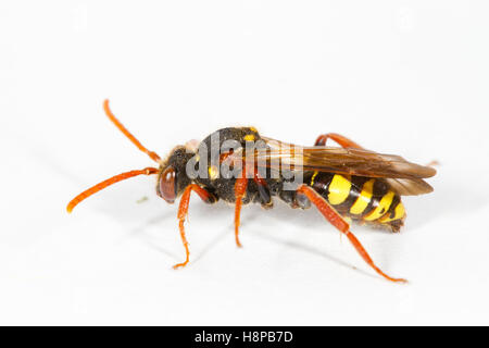 Marsham des Nomad Bee (Nomada Marshamella) erwachsenes Weibchen auf einem weißen Hintergrund. Powys, Wales. Mai. Stockfoto