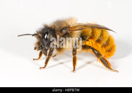 Rot Mason Bee (Osmia Bicornis) erwachsenes Weibchen auf einem weißen Hintergrund. Powys, Wales. Mai. Stockfoto