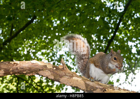 Östliche graue Eichhörnchen (Sciurus Carolinensis) eingeführten Arten, Adultin Buche Wald. Powys, Wales. Mai in Buche Wald. Stockfoto