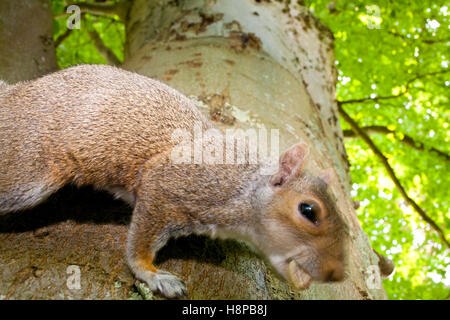 Östliche graue Eichhörnchen (Sciurus Carolinensis) eingeführten Arten, Erwachsene in einer Buche. Powys, Wales. Mai. Stockfoto