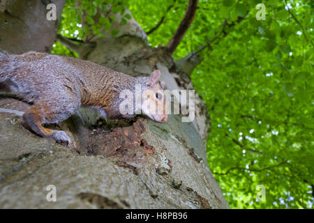 Östliche graue Eichhörnchen (Sciurus Carolinensis) eingeführten Arten, Erwachsene in einer Buche. Powys, Wales. Mai. Stockfoto