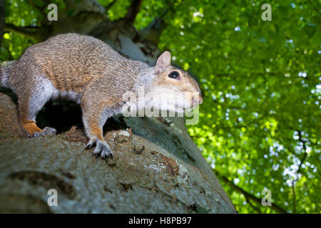 Östliche graue Eichhörnchen (Sciurus Carolinensis) eingeführten Arten, Erwachsene in einer Buche. Powys, Wales. Mai. Stockfoto