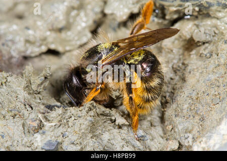 Rot Mason Bienen (Osmia Bicornis) Erwachsenfrau nassen Schlamm für Nest Bau zu sammeln. Powys, Wles. Juni. Stockfoto