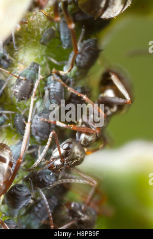 Ameise Formica Lemani Erwachsene Arbeitnehmer tendenziell Blattläuse. Powys, Wales. Juni. Stockfoto